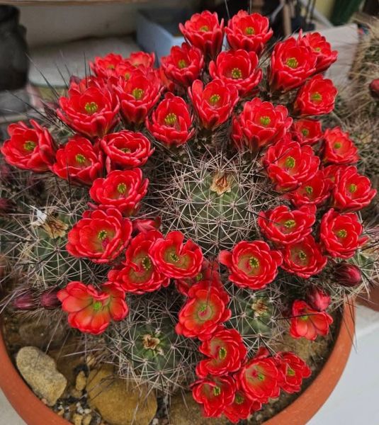 Echinocereus coccineus - rote Blüte Selection